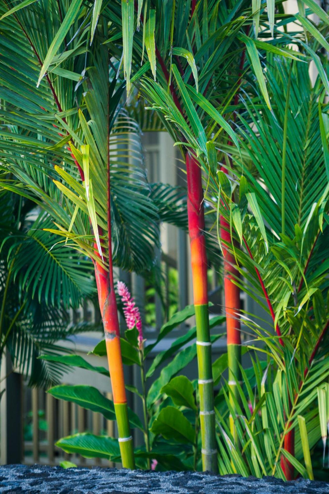 Hana Kai Maui - #106 Kuakahi Partial Oceanview Studio Zewnętrze zdjęcie